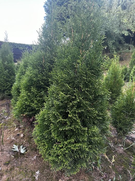 Tuje szmaragd od 100 cm do 140 cm jesien  2025