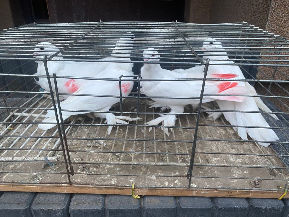 Sprzedam gołębie mewki