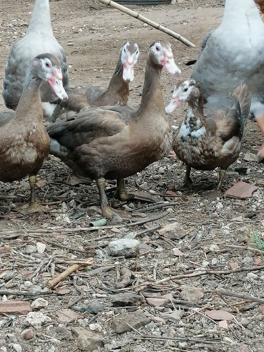 Patos mudos castanhos