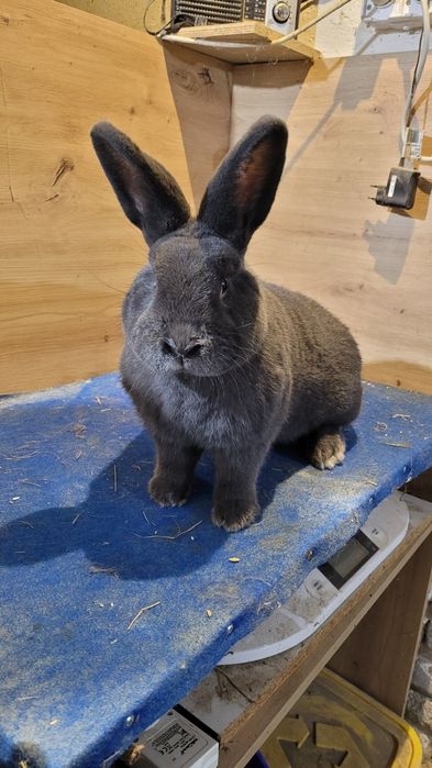 Króliki Wiedeńskie niebieskie samce i samice