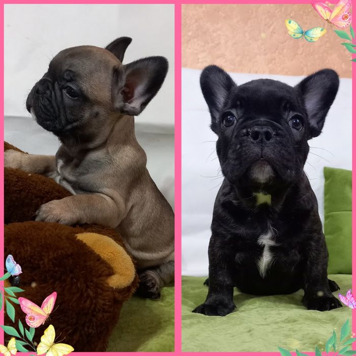 Грайливі французики