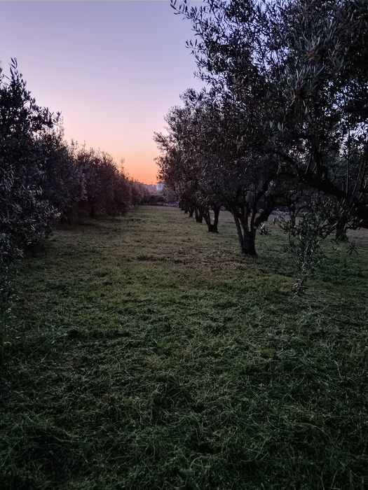 Limpeza de terreno,quintais, jardins com  roçadora