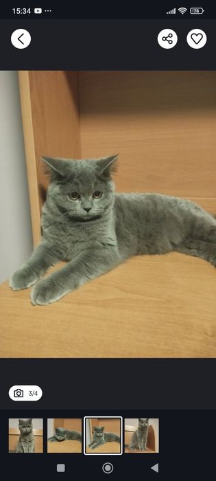 Шотландська дівчинка з прививками