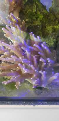 Lobophyton koralowiec miękki