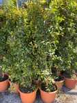 Eugenias planta para sebes