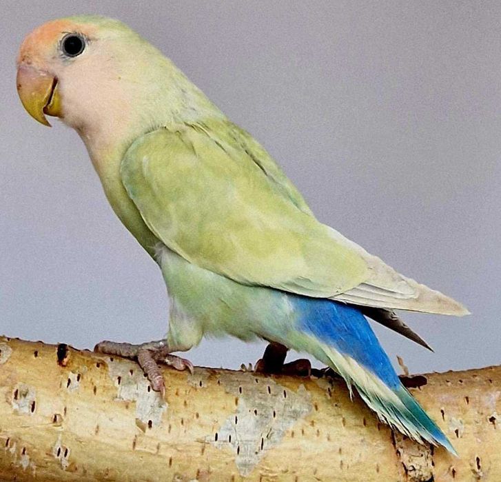 Nierozłączka czerwonoczelna nierozłączki czerwonoczelne papuga papugi