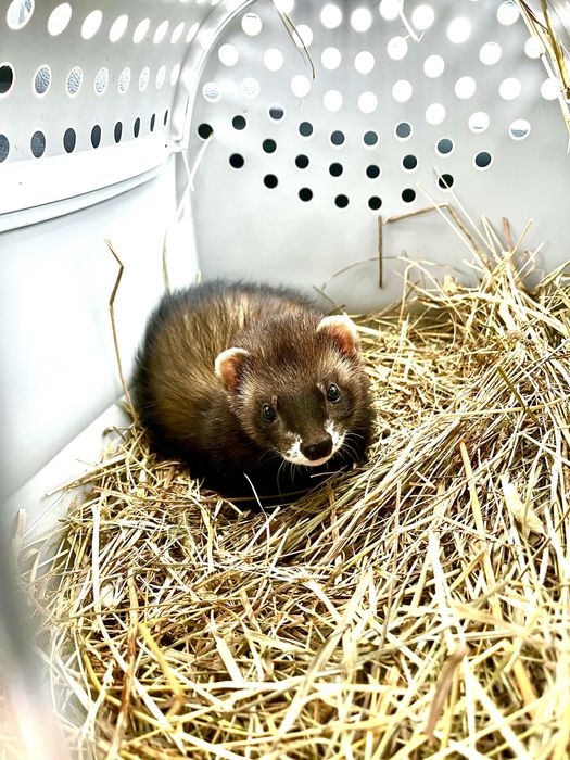 Fretka 5 miesięcy samiec energiczny + klatka z wyposażeniem