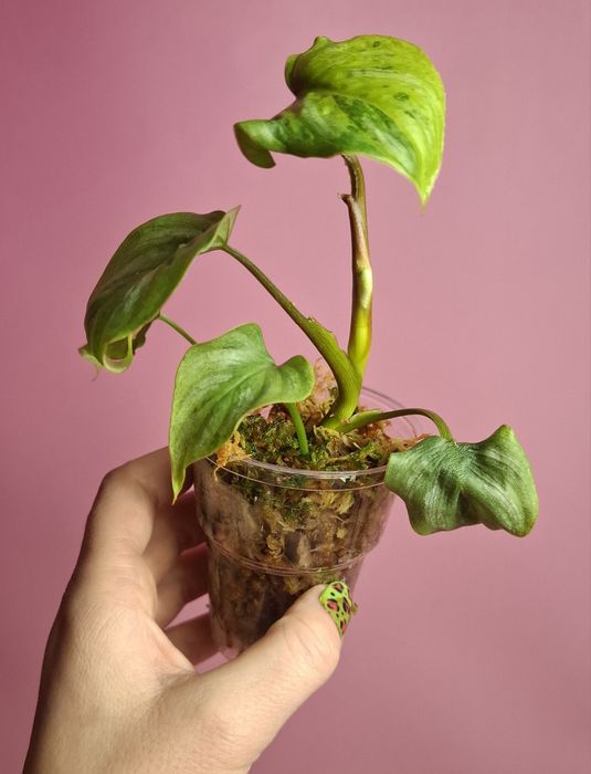 Philodendron mamei mint Variegata