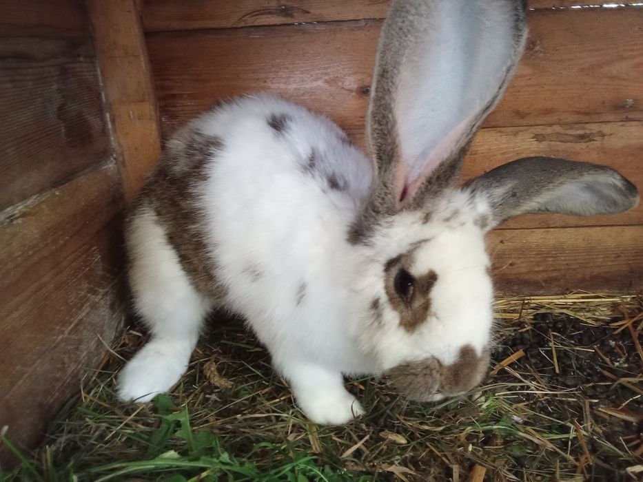Króliki różne sprzedam
