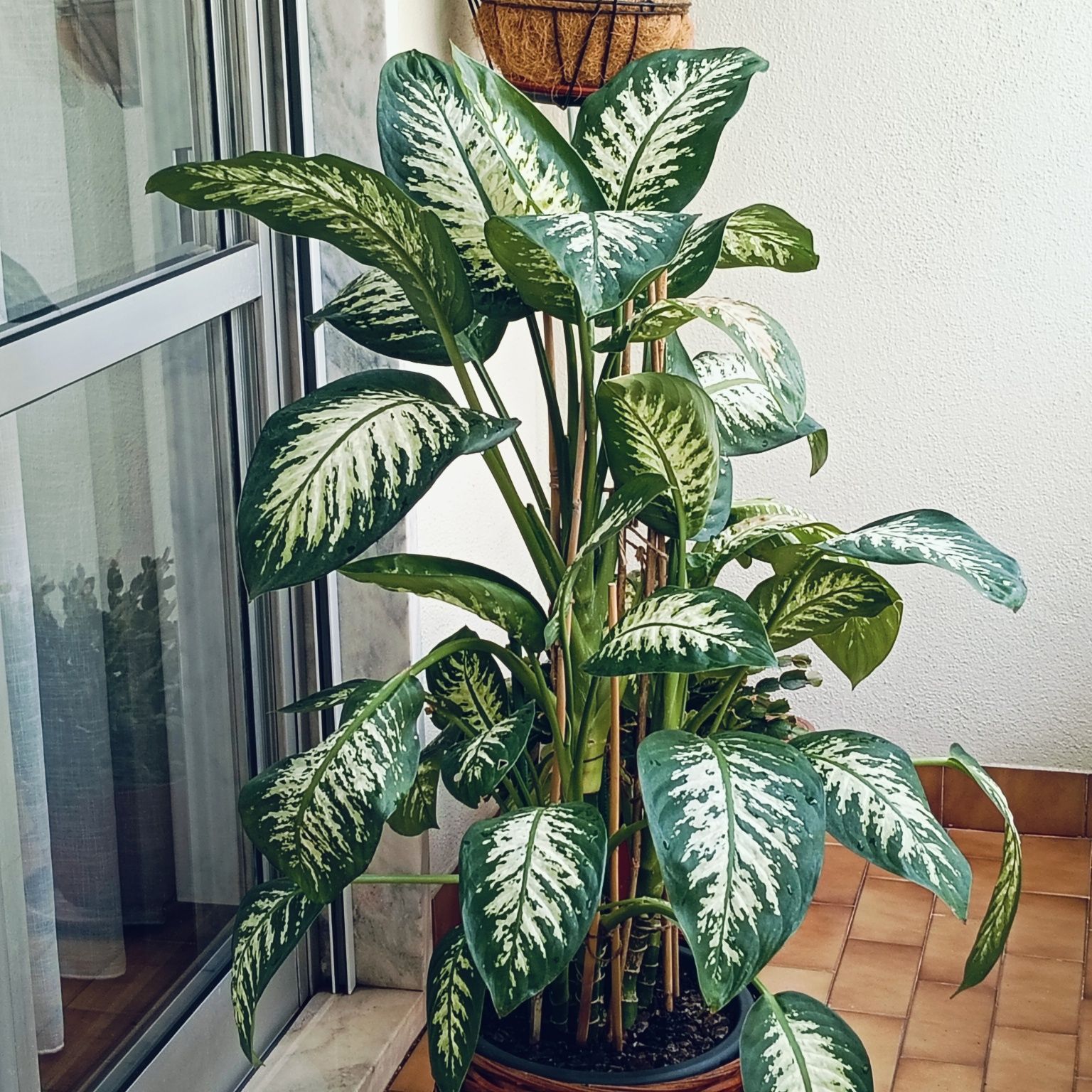 Vendo Planta Comigo Ninguém Pode!!!