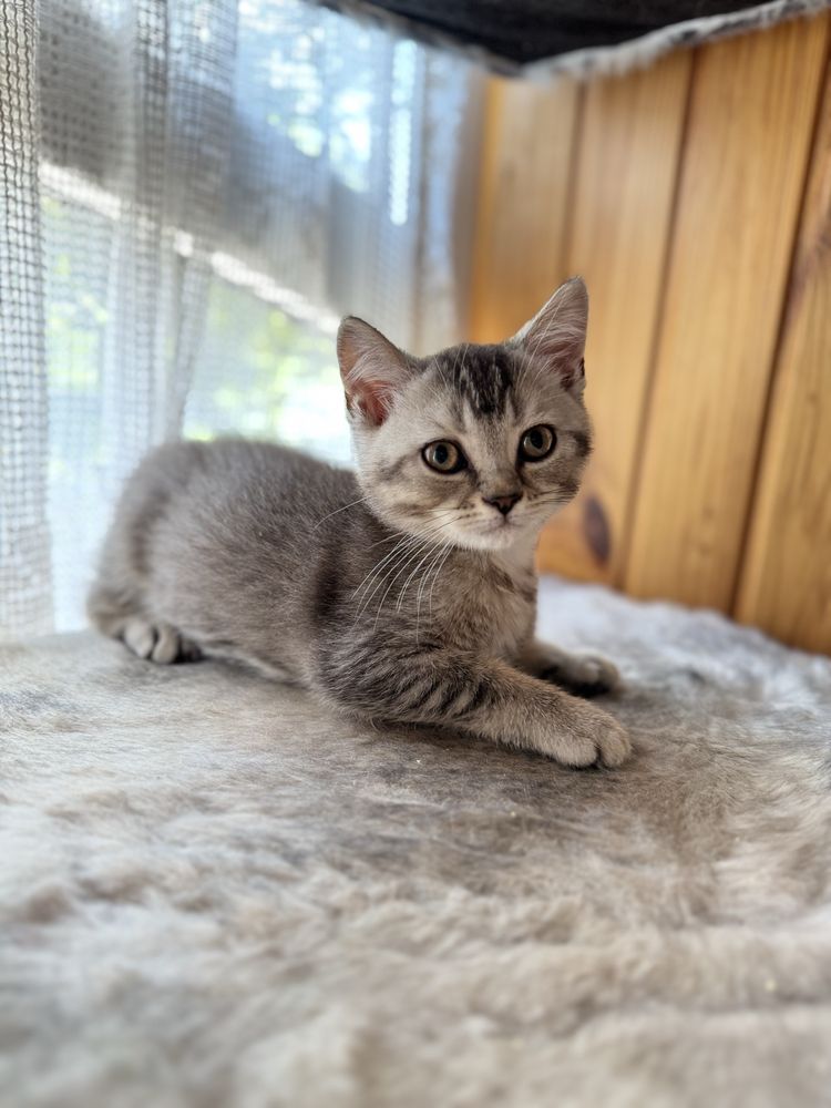 Шотландський котик