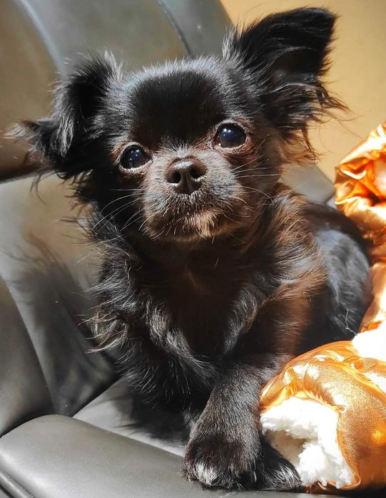 Мини Чихуахуа для вязки ищет даму сердца!