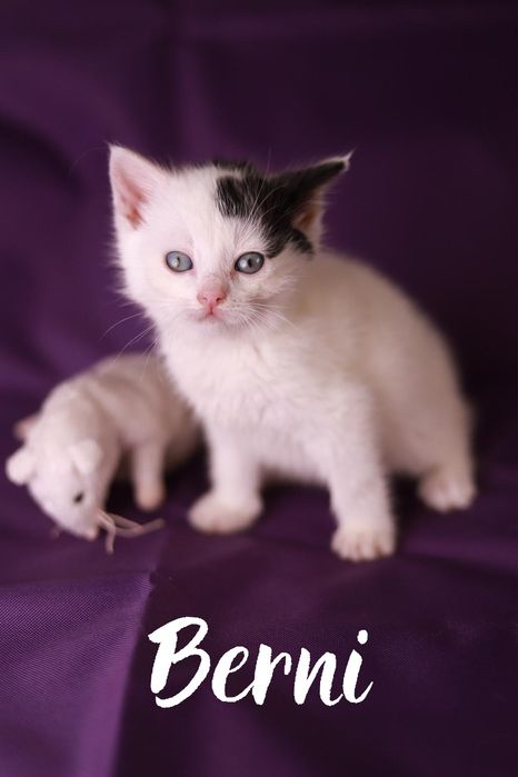 Spokojny, przytulaśny kociak poleca się do adopcji