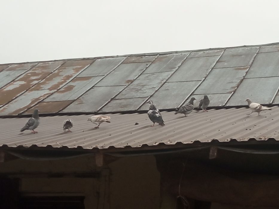 Oddam gołębie pocztowe