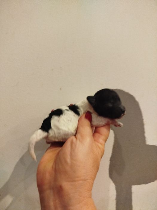 Pudel miniaturowy arlekin biało czarny