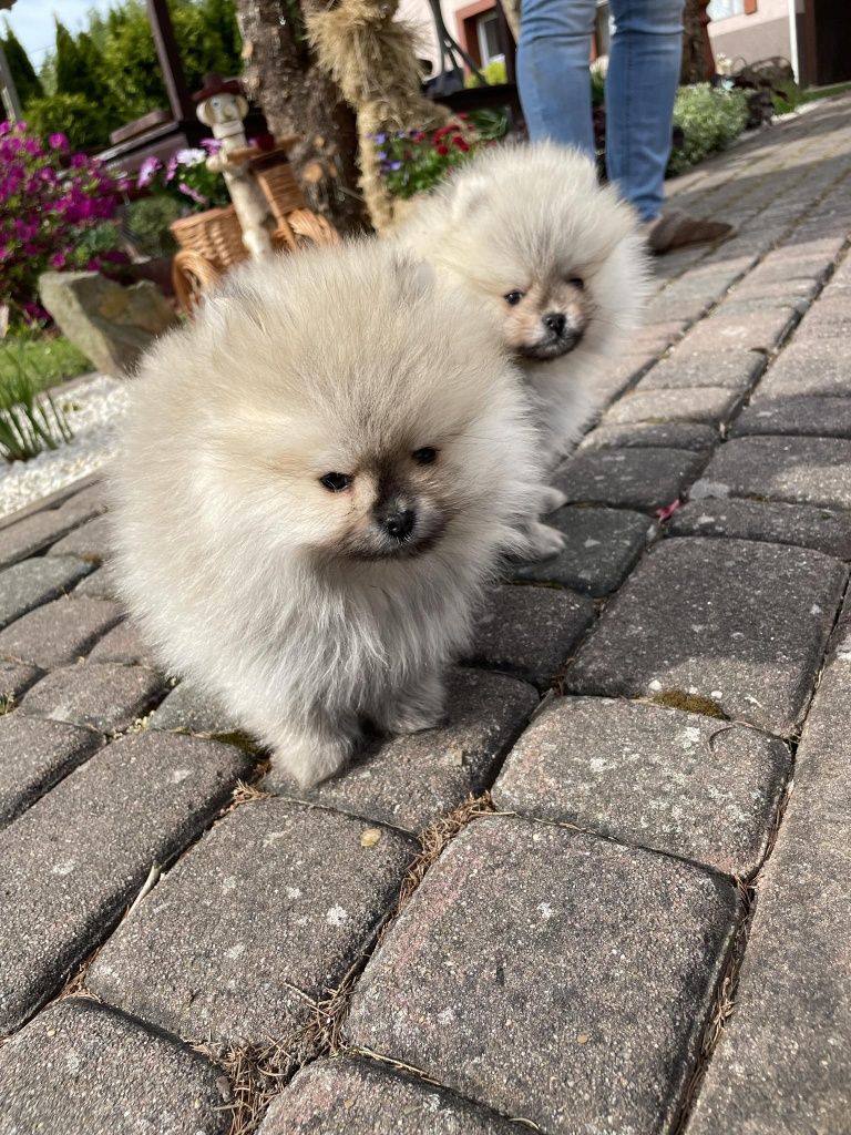 Szpic miniaturowy pomeranian z rodowodem