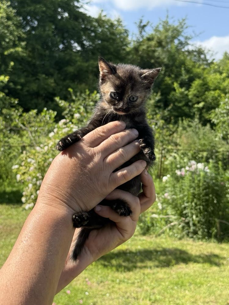 Надзвичайне кошеня, котеня