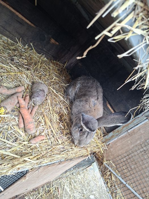 Króliki samiec belg i młode mieszańce