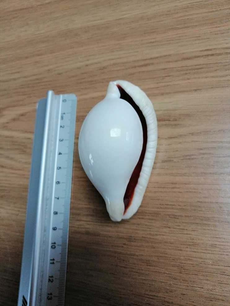 Muszla porcelanki jajowej, porcelanka jajowa Ovula ovum, muszla morska