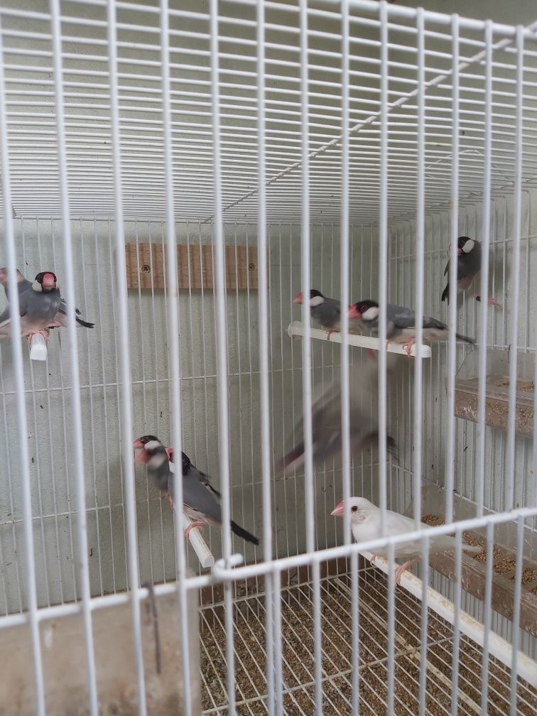 Lote pardais java