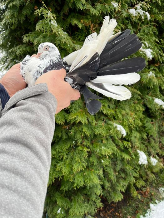 Gołębie mikołajewskie