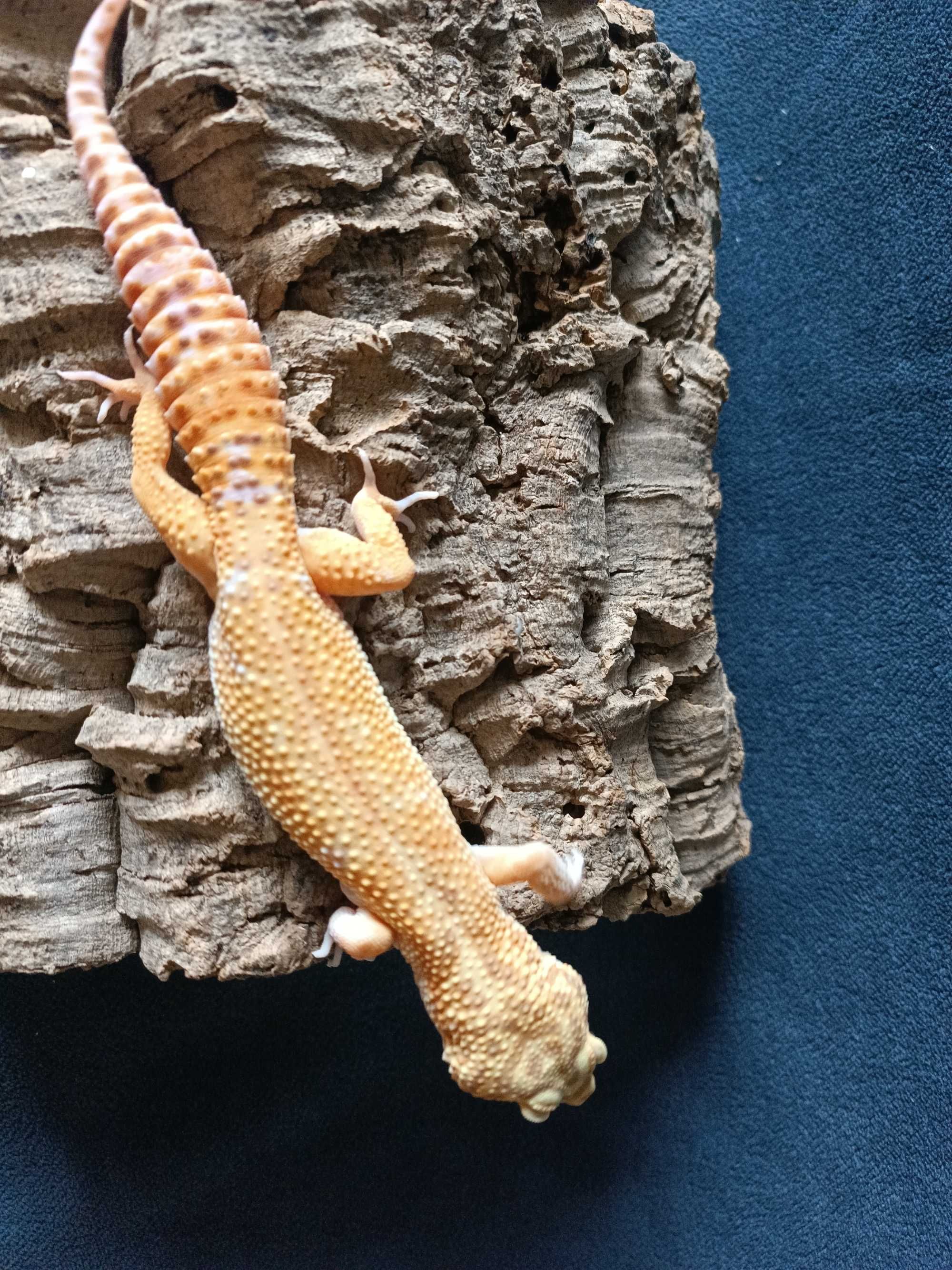Gekon lamparci Id : [Z0Z] Więcej informacji w opisie