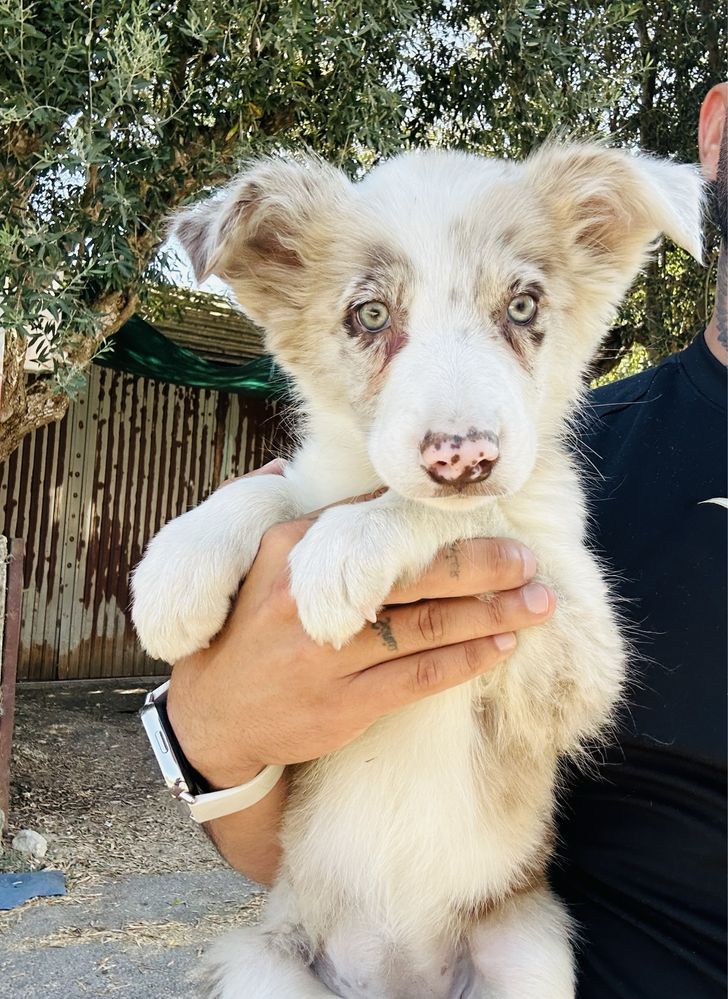 Menina border collie olhos verdes