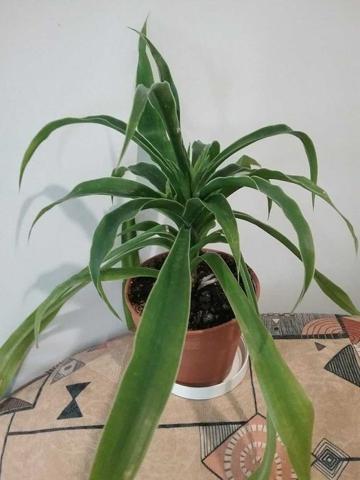 Юкка  домашняя пышный  цветочек.