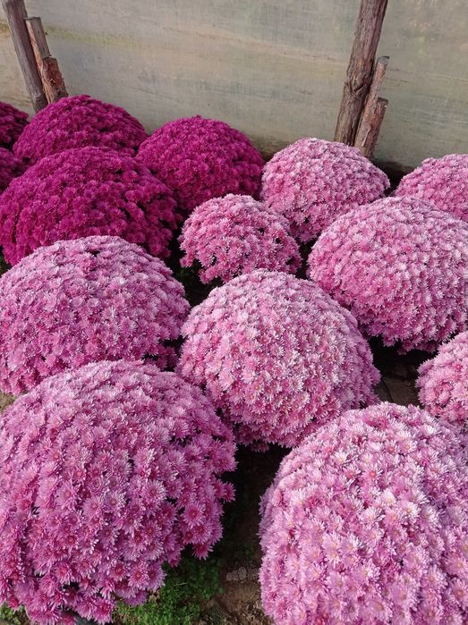 Chryzantemy drobnokwiatowe