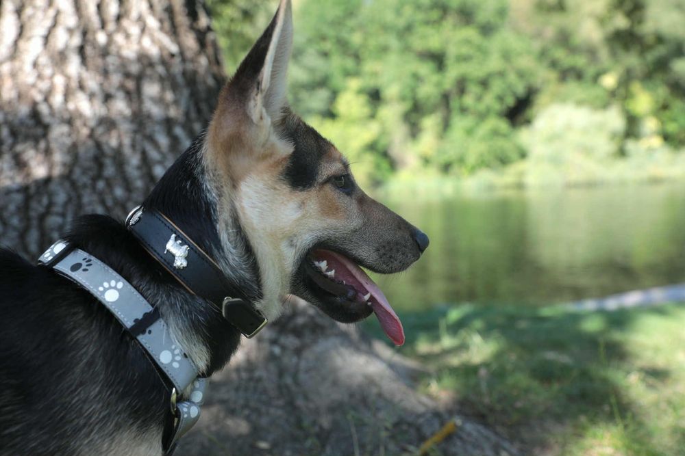 Sunia szczeniak w typie rasy Owczarek Niemiecki  ,szuka domu.