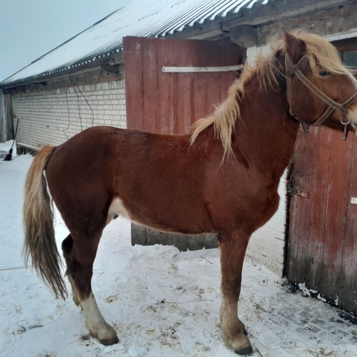 Продам коня в хороші руки