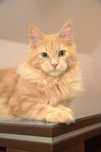 Maine coon koteczka Joelyn