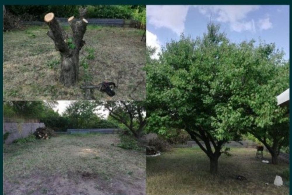 Спіл та розспил дерев