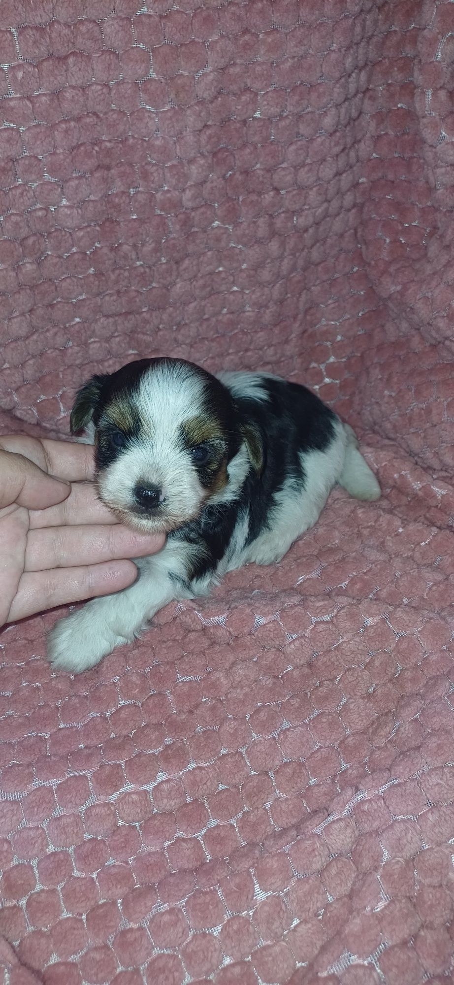 Biewer macho miniatura