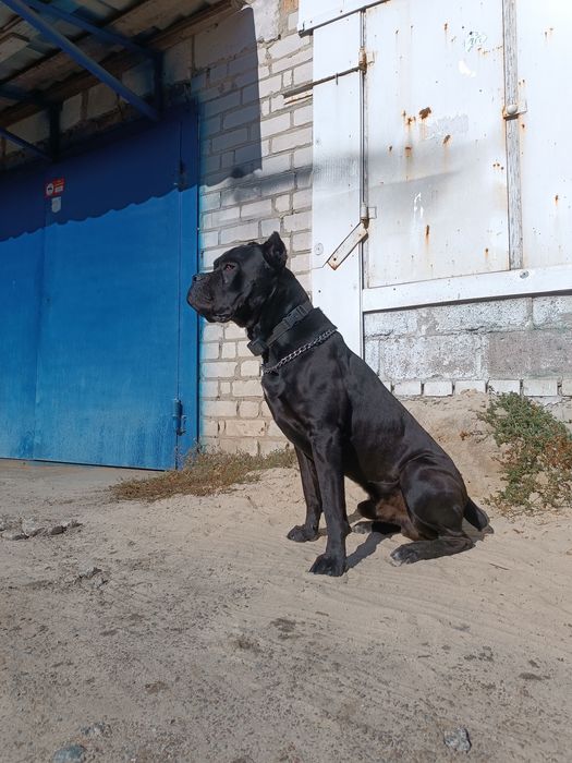 Вязка/ случка собак.