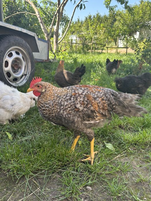 Sprzrdam koguty różne rasy