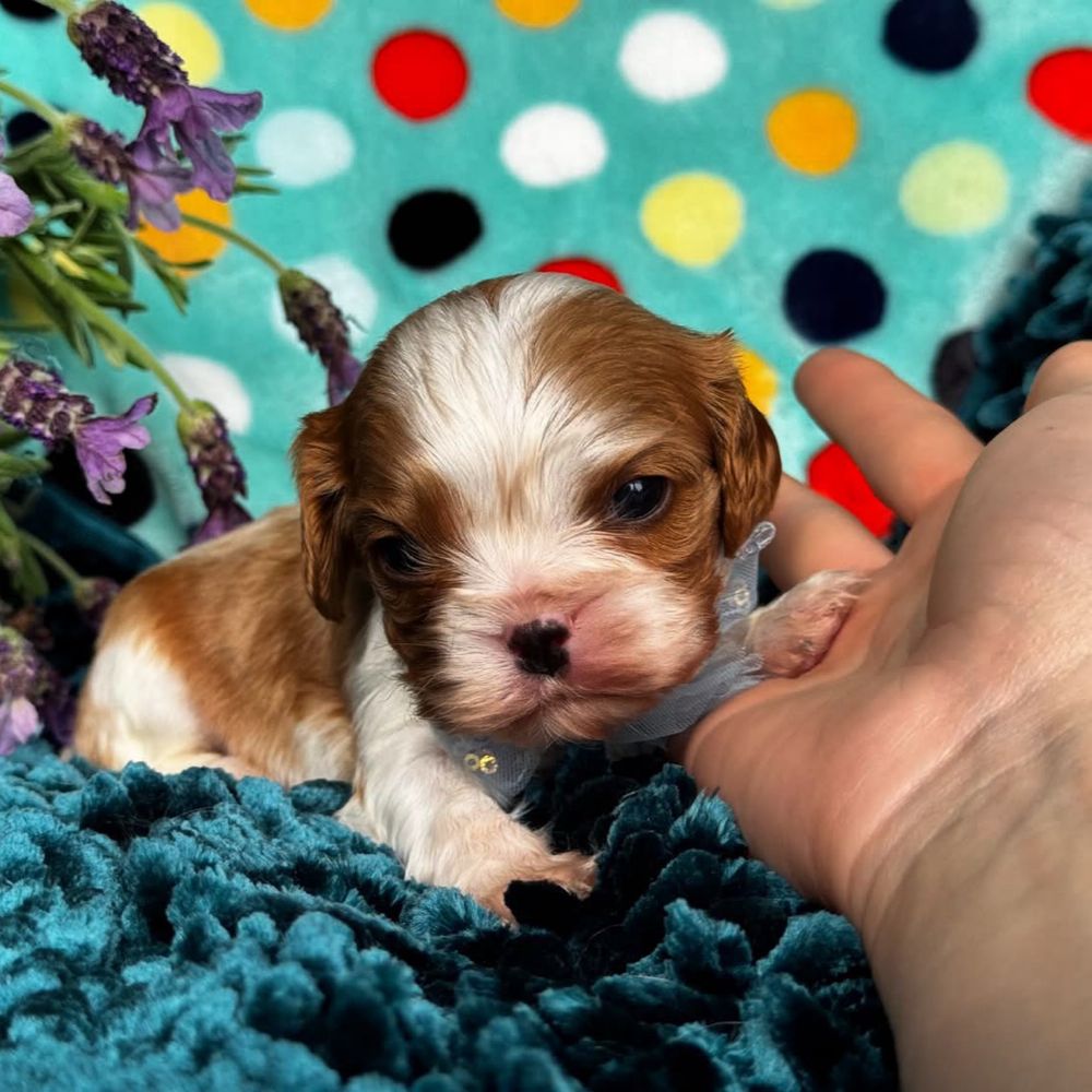 Chłopiec Cavalier King Charles Spaniel