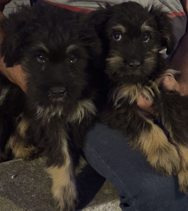 Serra d’Aires para adoção