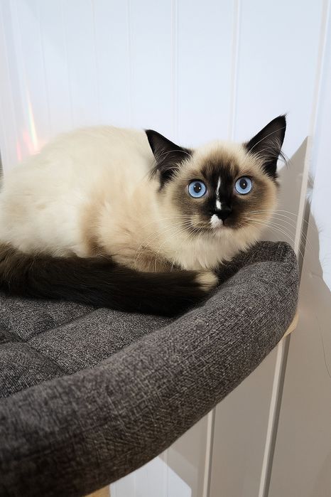 Ragdoll kocurek 5mcy