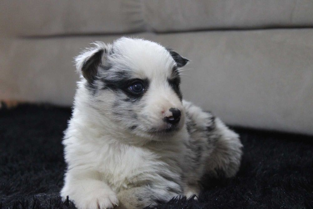 Border Collie piesek blue merle
