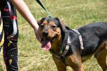 Diego do adopcji