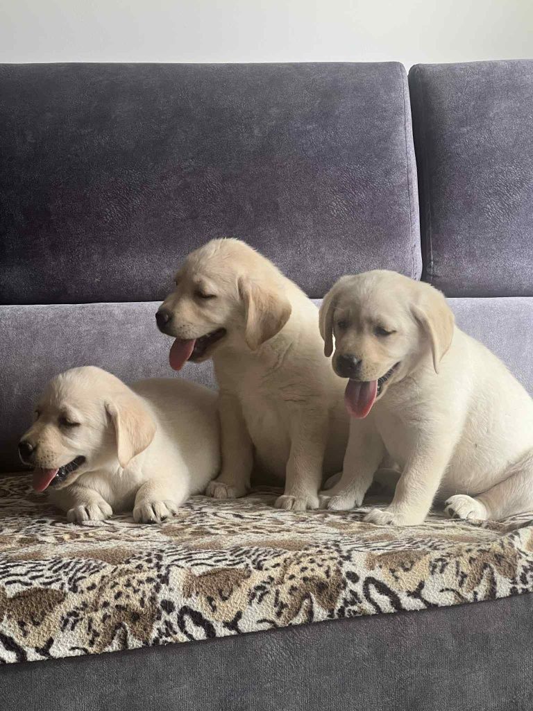 Labrador śliczny szczeniak