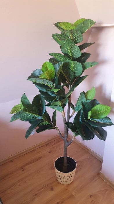Fikus 155/82 cm.