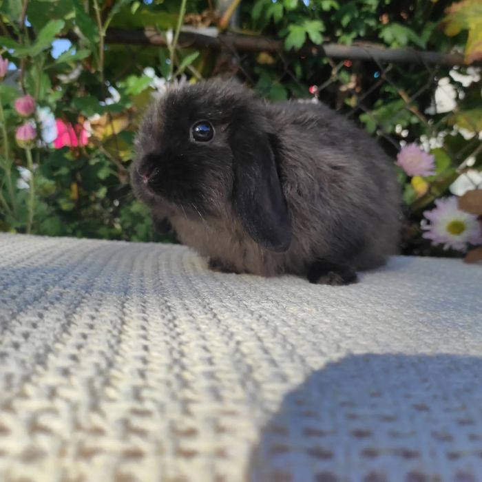 Хлопчик карликовий з розплідника.NHD