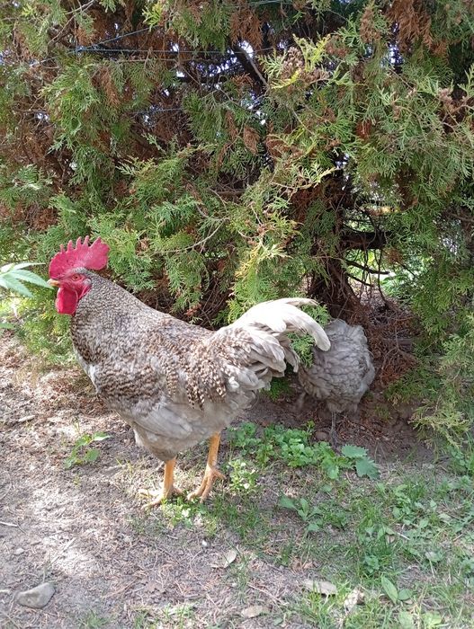 Молодий півень Домінант блакитний недорого