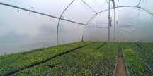 Plantação em qualquer altura do ano - grama brasileira 112 pés € 4,90*