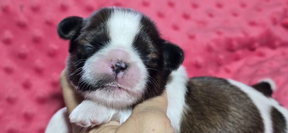 Shih tzu śliczny piesek Olafek