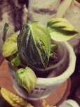 Philodendron Melanochrysum Gold - Pink Variegata UNIKAT monstera filod