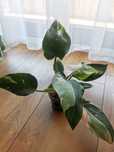 Philodendron white princess