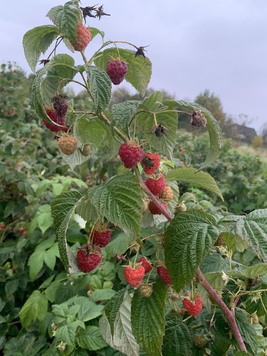 Саджанці малини Еріка